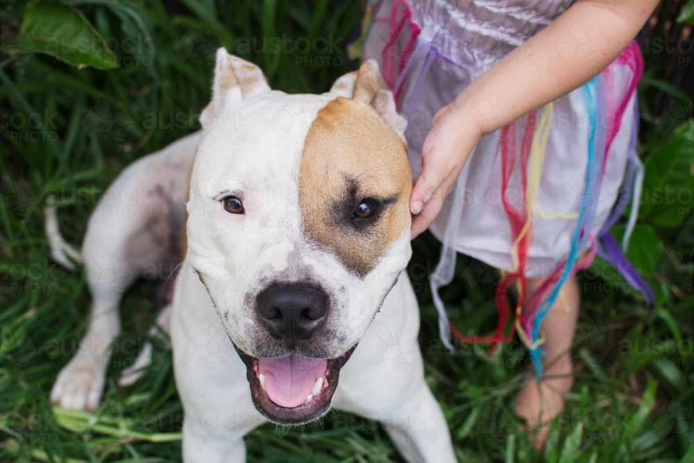Child patting pet dog - Australian Stock Image