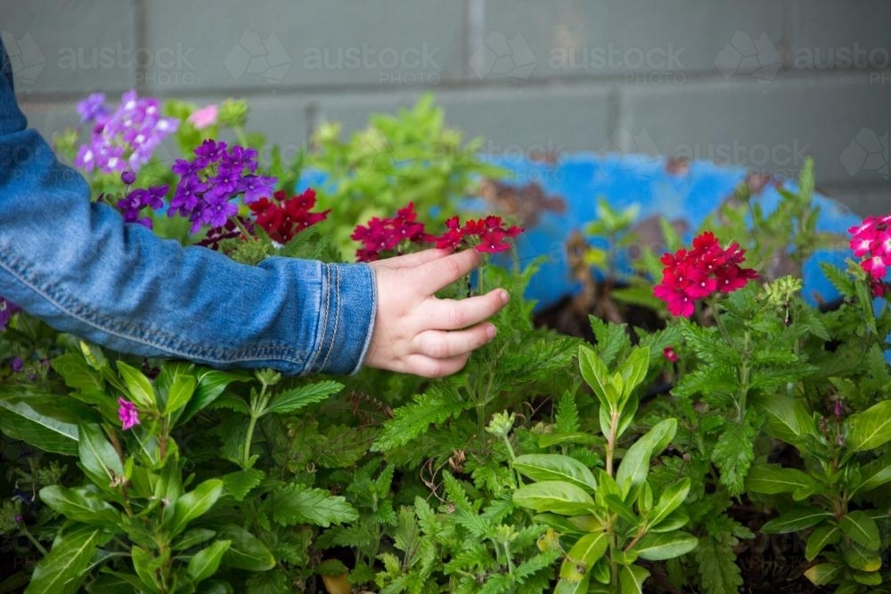 Image of Child's hand picking brightly coloured flowers - Austockphoto