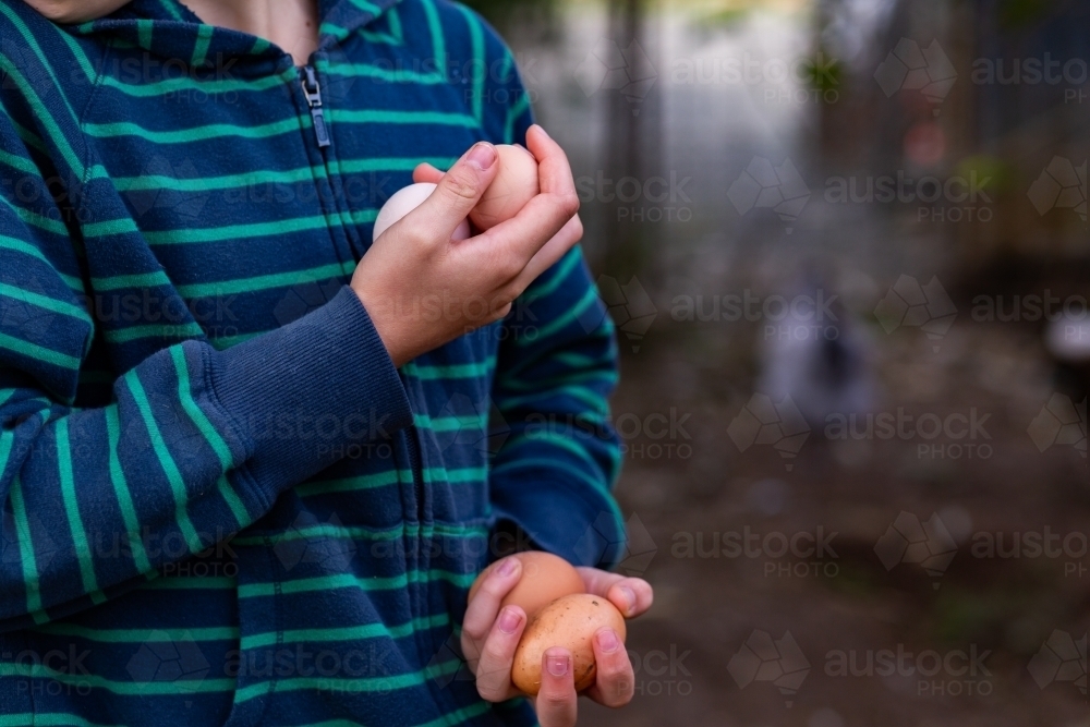 Child's hands holding fresh laid hen eggs from backyard chickens - Australian Stock Image