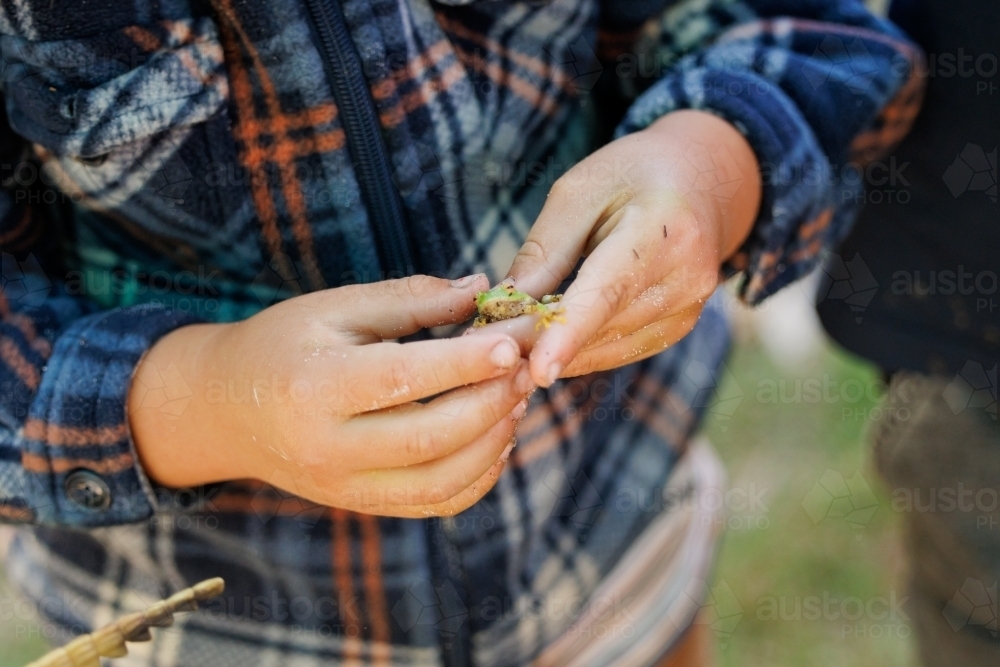 Child's hands holding small green tree frog - Australian Stock Image
