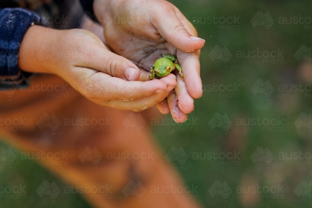 Child's hands holding small green tree frog - Australian Stock Image