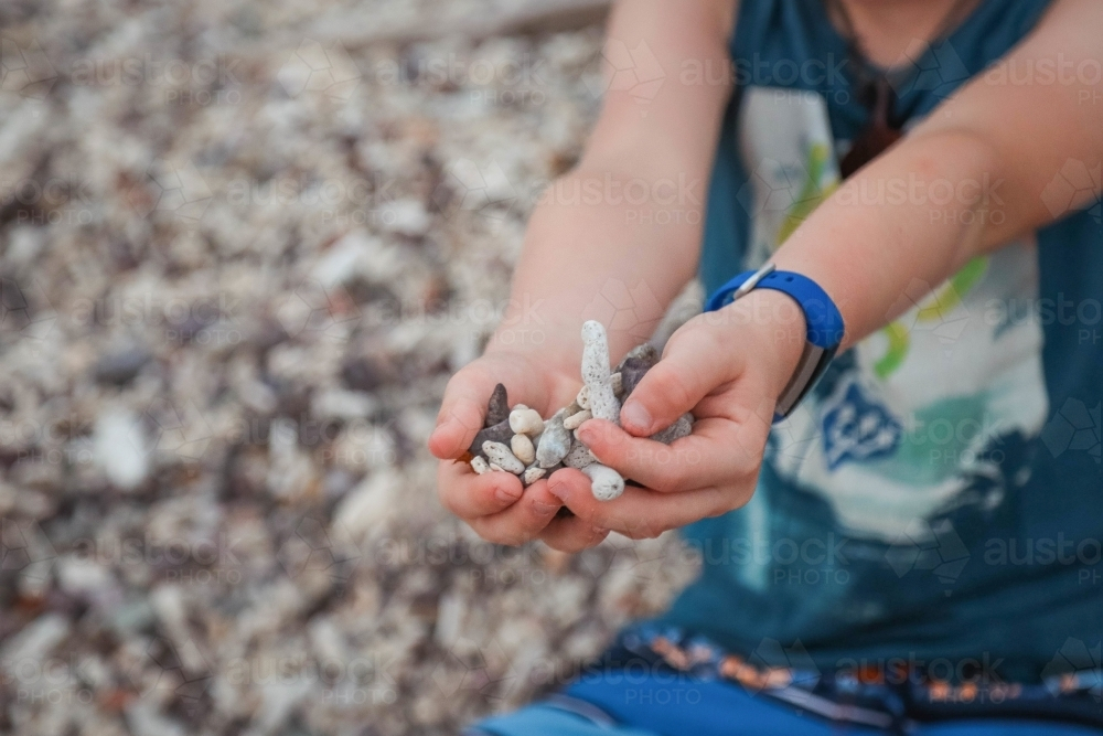 Child scooping shells and coral in hands on beach - Australian Stock Image
