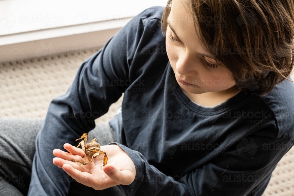 Child sitting with Spiny Leaf Insect in hand - Australian Stock Image