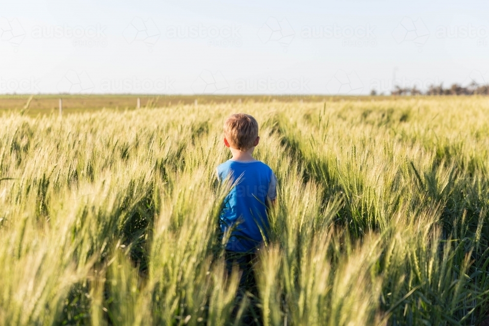 Child walking through paddock of wheat on farm - Australian Stock Image