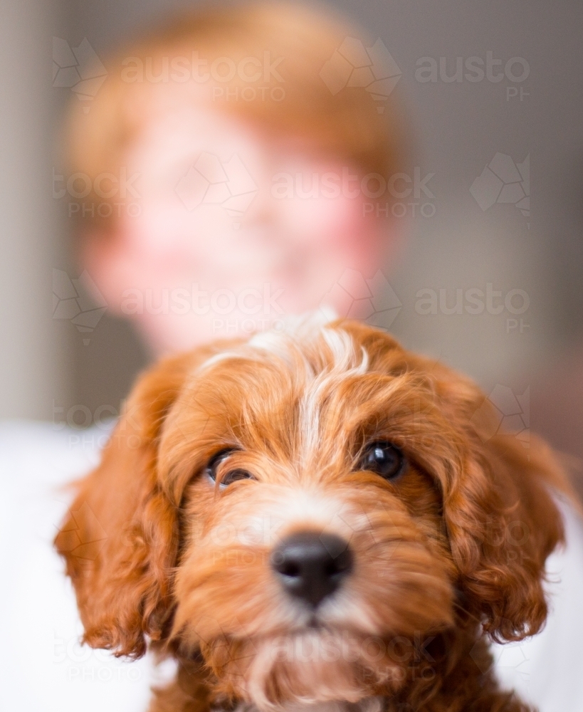 Child with cavoodle puppy dog - Australian Stock Image