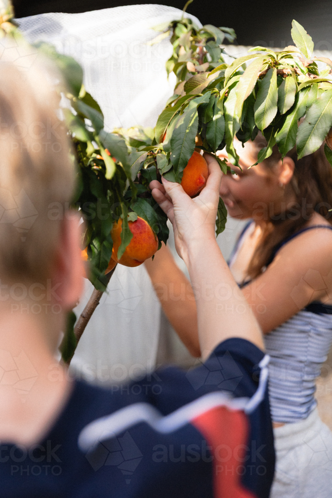 Children picking ripe fruit from a backyard fruit tree in summer - Australian Stock Image