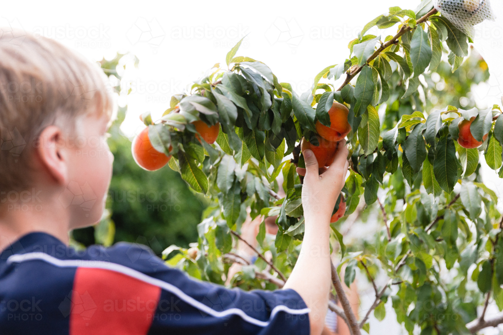 Children picking ripe peaches from a backyard fruit tree - Australian Stock Image