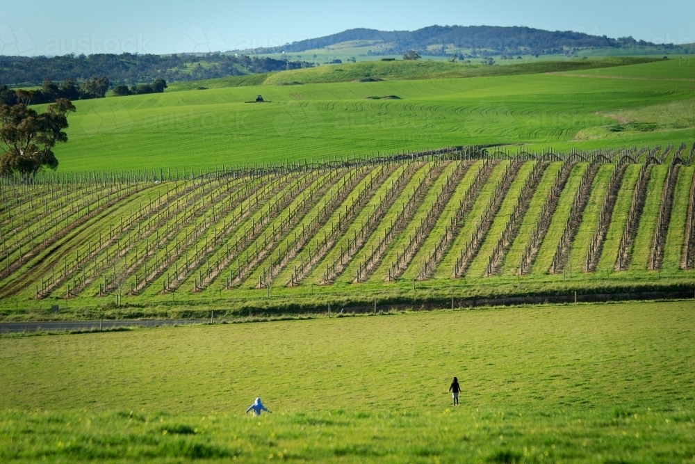 Children running through fields in Barossa Valley - Australian Stock Image