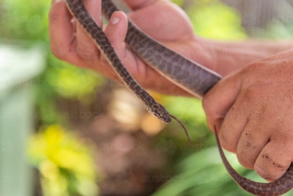 Children's Python with lizard tail out its mouth - Australian Stock Image