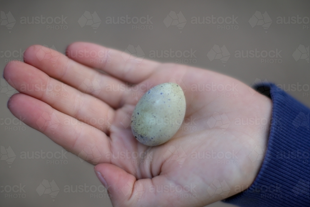 Childs hand holding a small speckled quail egg - Australian Stock Image