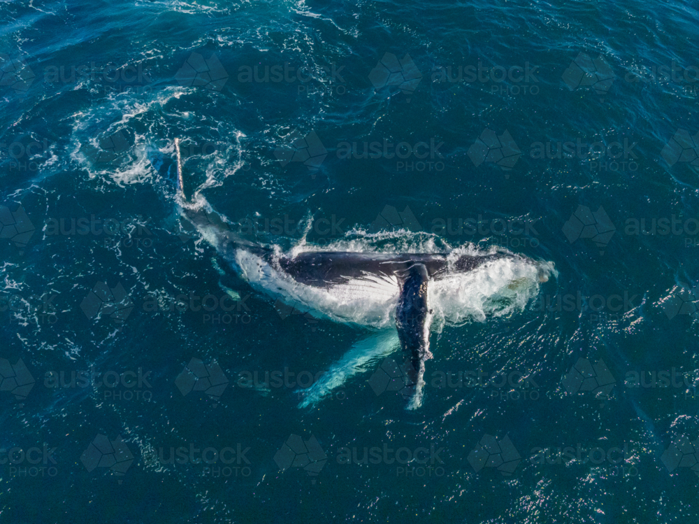 Chilled Humpback from above - Australian Stock Image