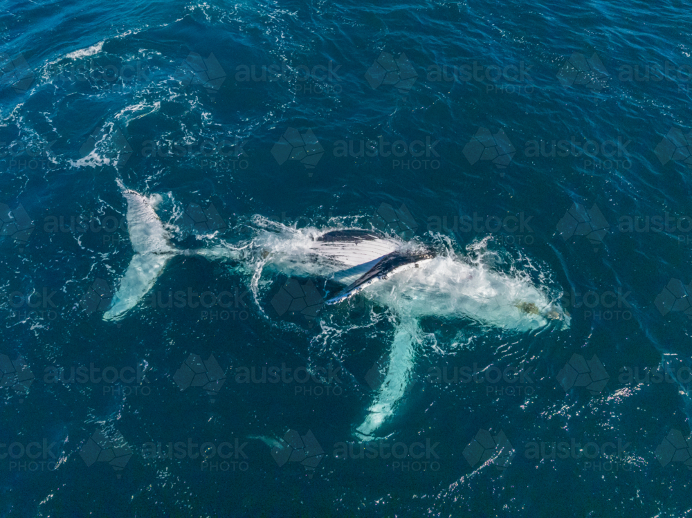 Chilled Humpback from above - Australian Stock Image