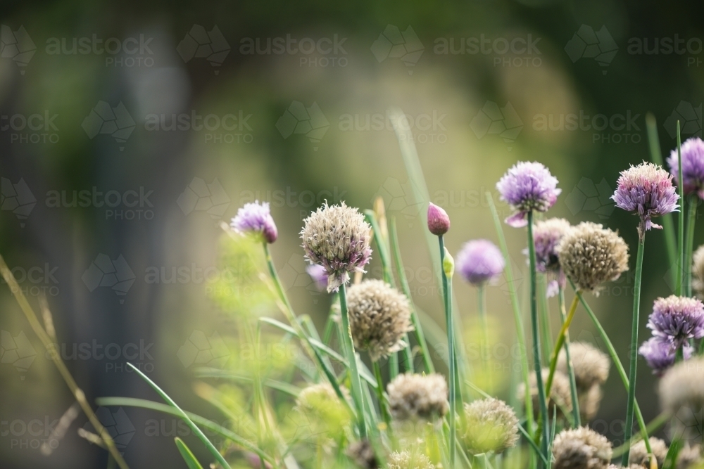 Chives plant with purple flowers in herb garden - Australian Stock Image
