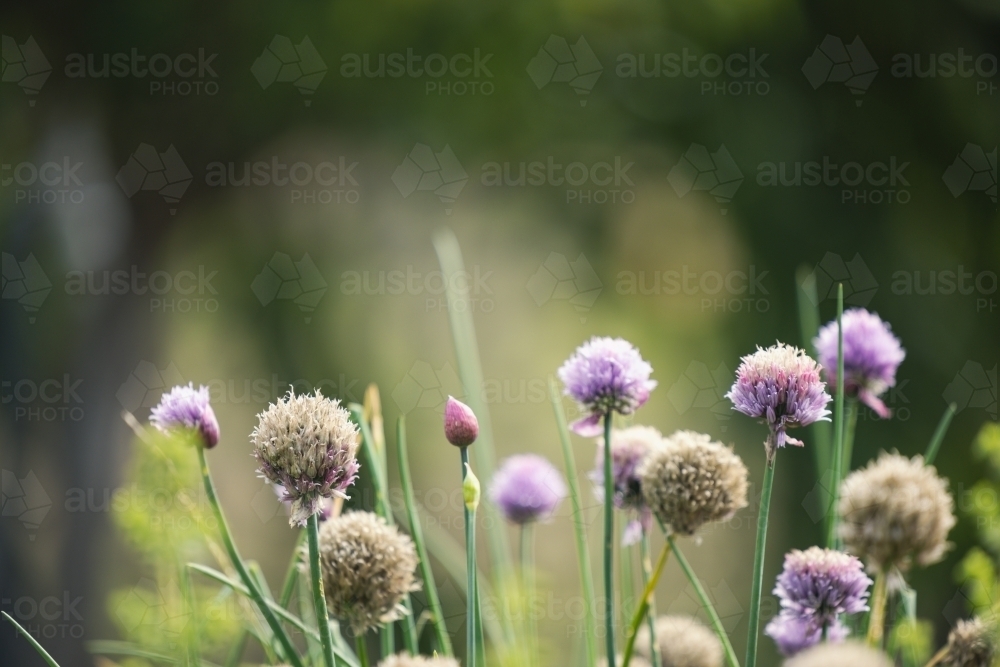 Chives plant with purple flowers in herb garden - Australian Stock Image
