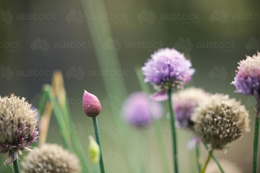 Chives plant with purple flowers in herb garden - Australian Stock Image