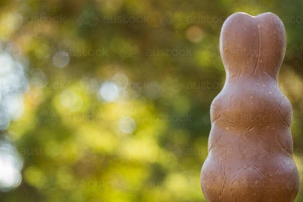 Chocolate Easter bunny looking away - Australian Stock Image