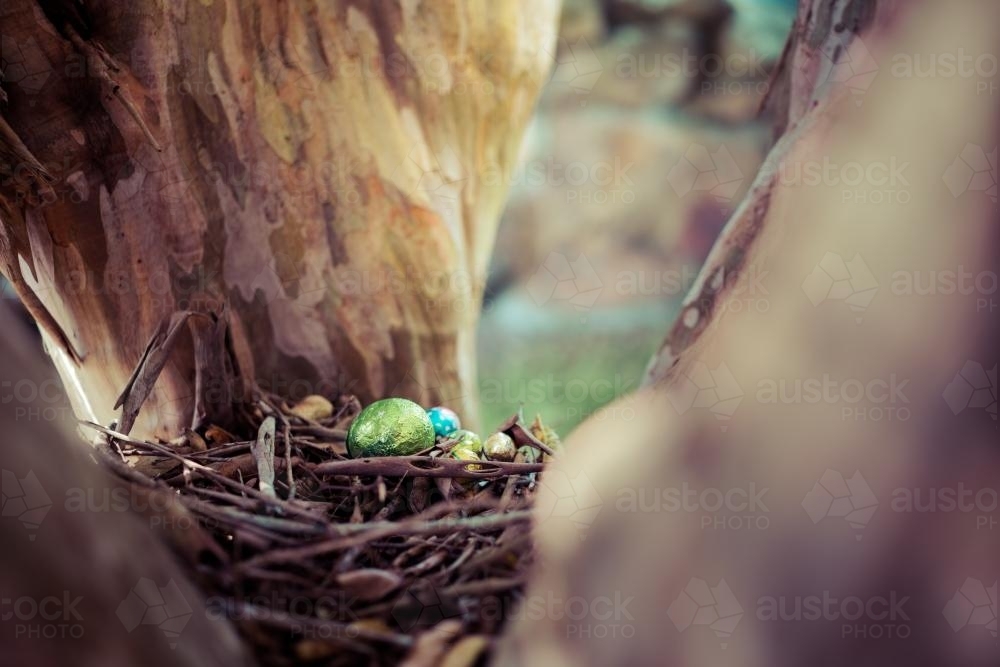 Chocolate Easter Eggs outside in a nest for an easter egg hunt - Australian Stock Image