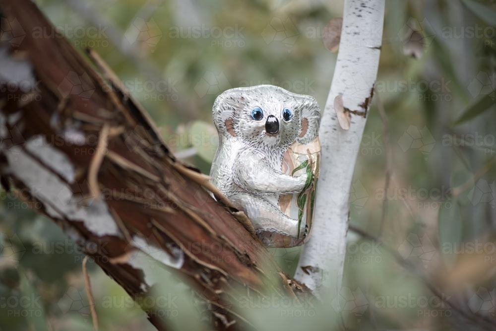 chocolate foil koala in gum tree - Australian Stock Image