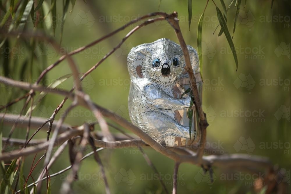 chocolate foil koala in gum tree - Australian Stock Image
