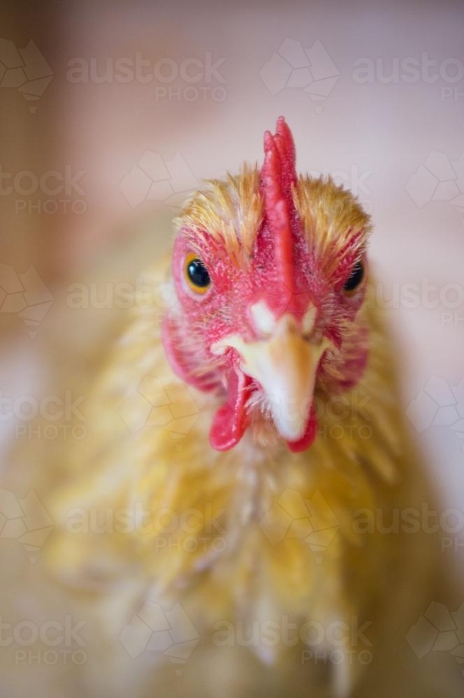 Image of Chook at a country show Austockphoto