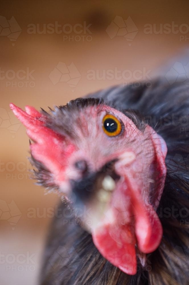 Image of Chook at a country show Austockphoto