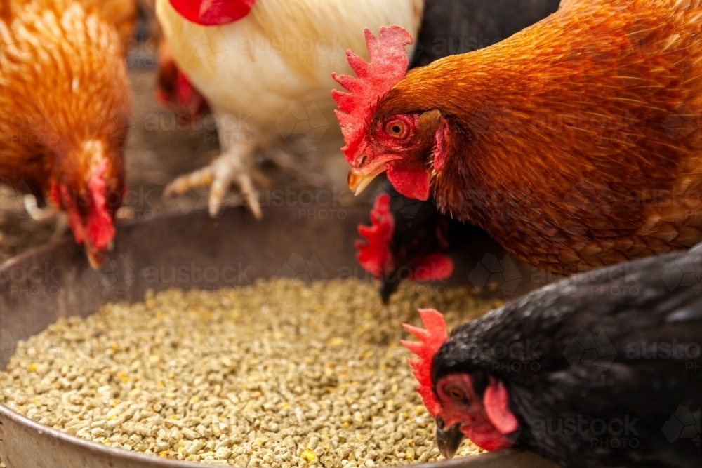 Chook food - Australian Stock Image