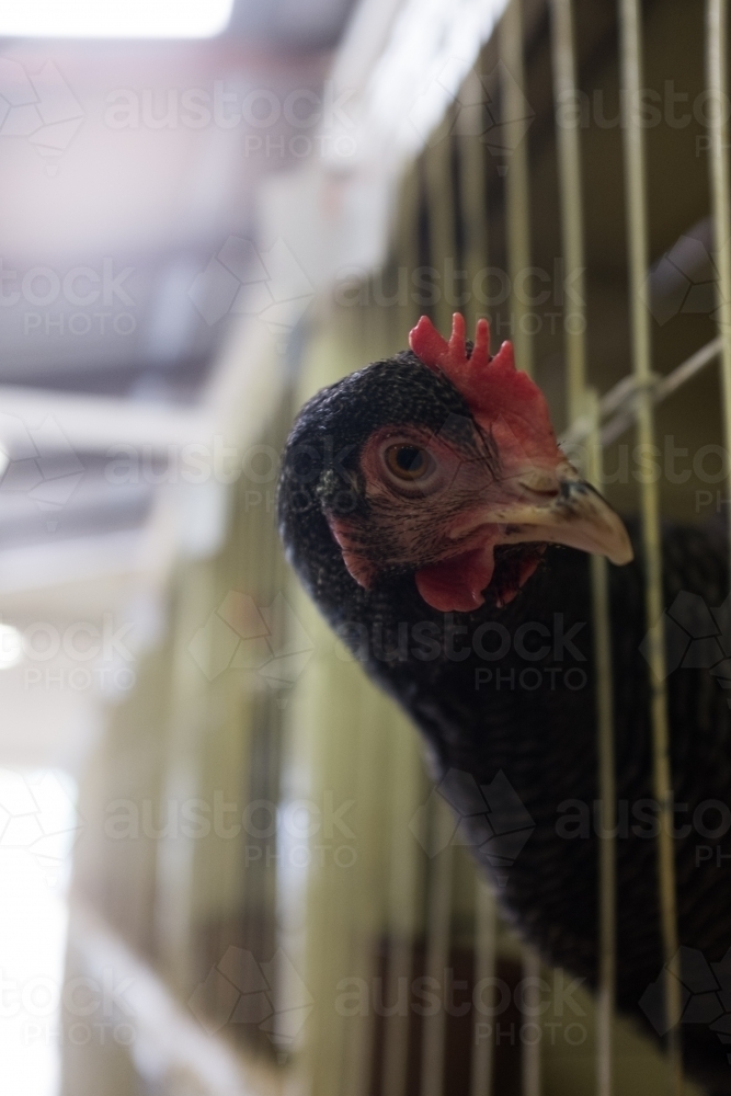 Chook looking out through the bars of a cage at the show - Australian Stock Image