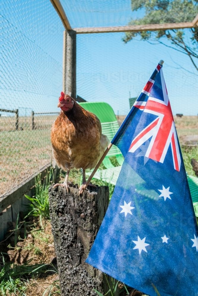 Image of Chook sitting next to Australian Flag Austockphoto