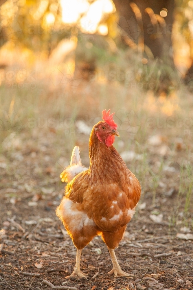 Image of Chook standing looking at camera in the afternoon light