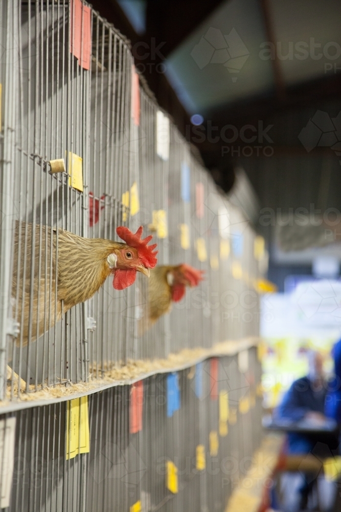 Chook with head outside cage at the poultry competition - Australian Stock Image