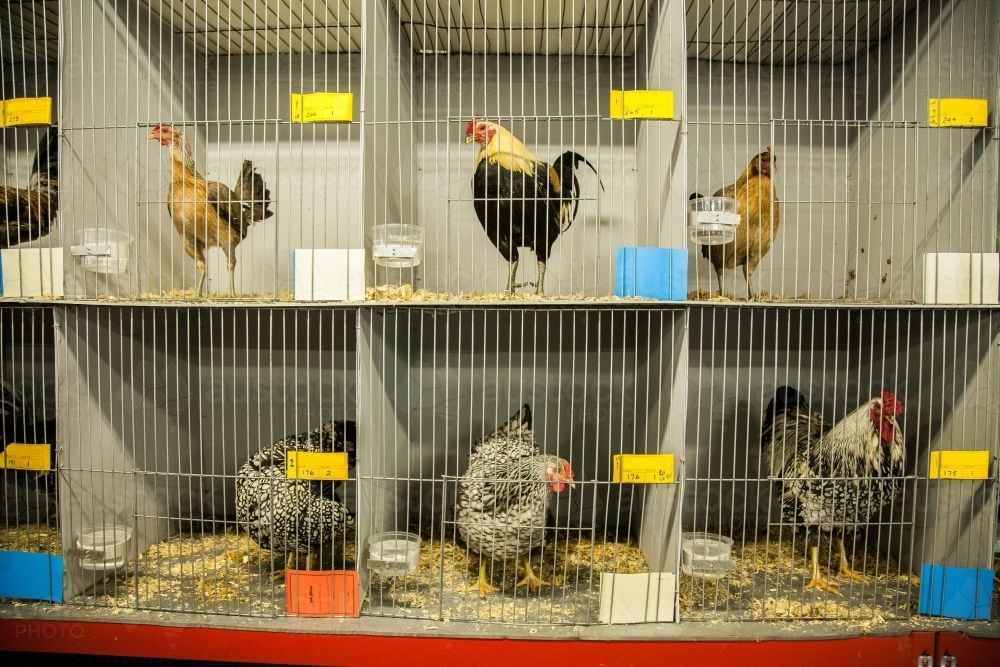 Image of Chooks in pens at local show poultry competition Austockphoto