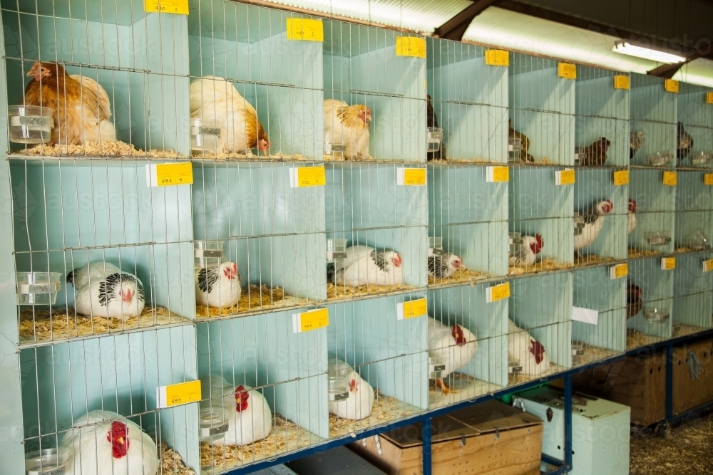 Chooks in pens at local show poultry competition - Australian Stock Image