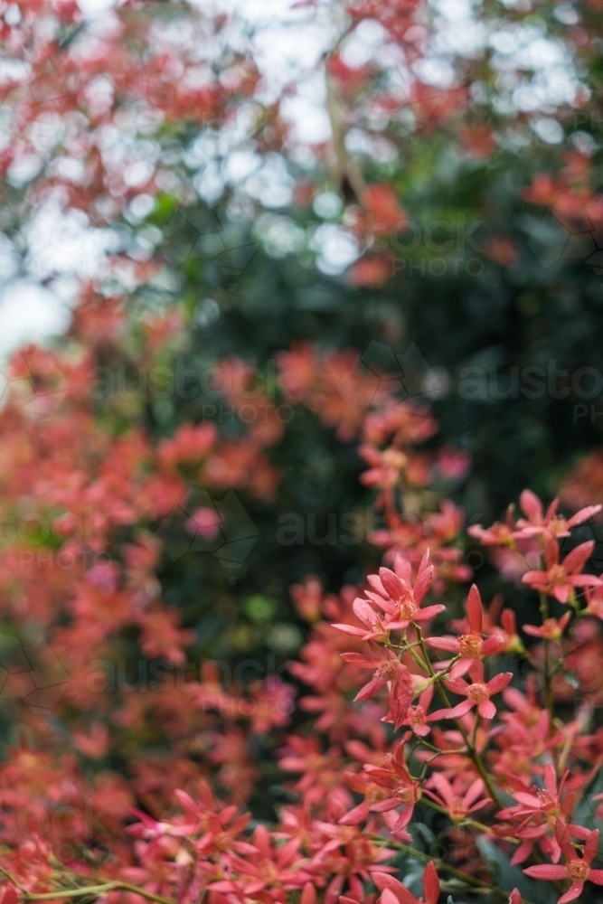 Christmas Bush - Australian Stock Image