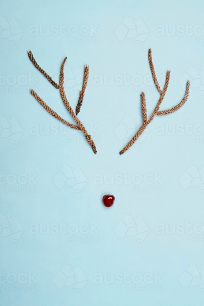 Christmas rudolf reindeer rustic antlers and cherry nose on blue - Australian Stock Image
