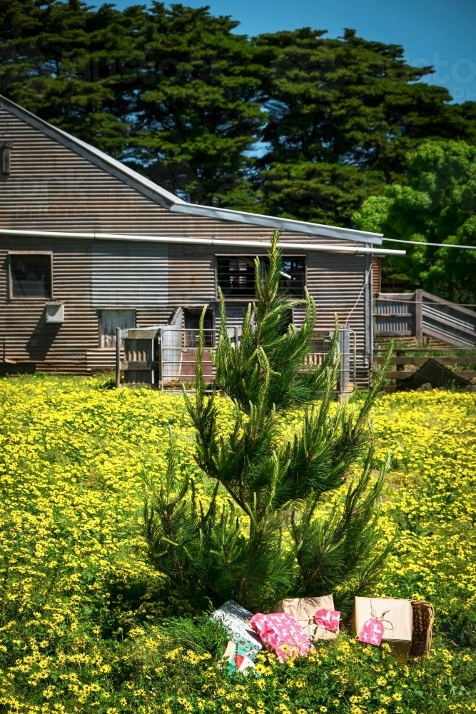Christmas Tree and presents in front of the shearing shed - Australian Stock Image