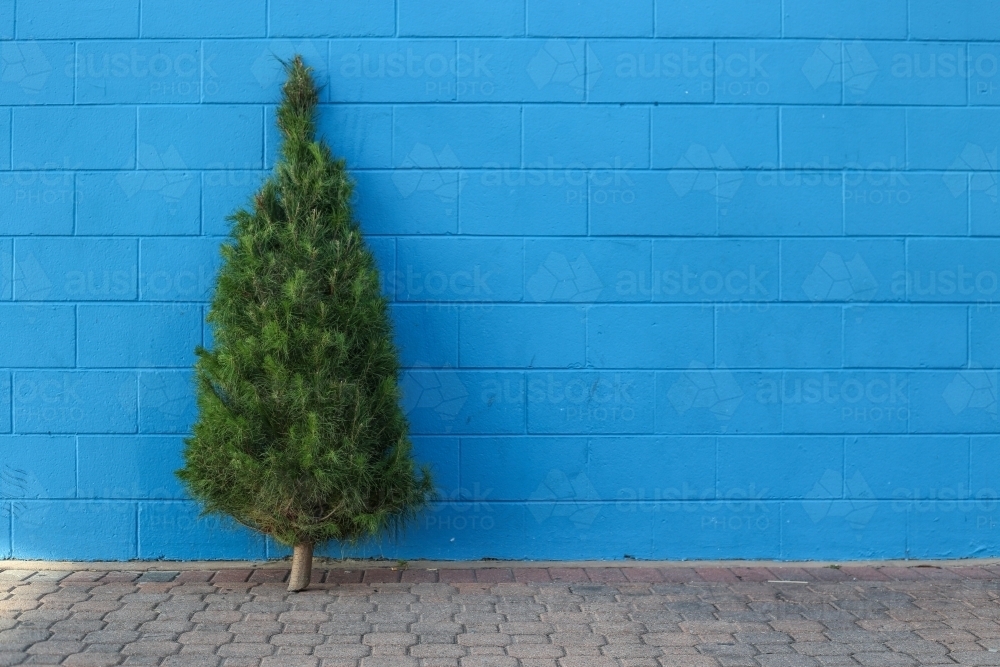 Christmas tree in front of blue brick wall - Australian Stock Image