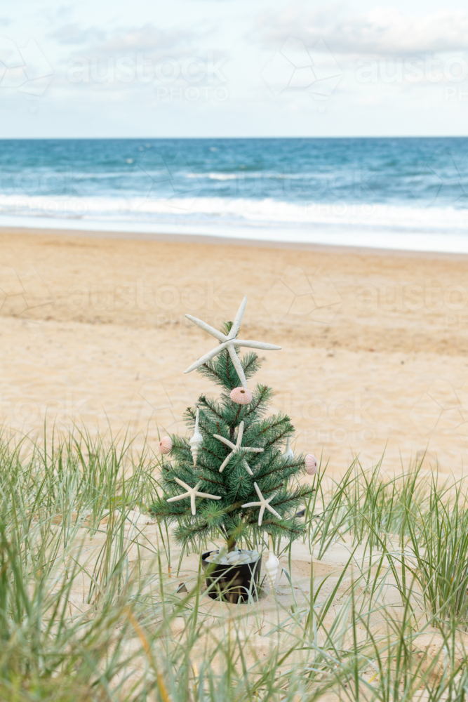 Christmas tree with starfish, shell ornaments centred in grassy sand dunes with ocean and blue sky - Australian Stock Image