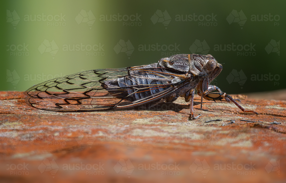 Cicada on tree trunk - Australian Stock Image