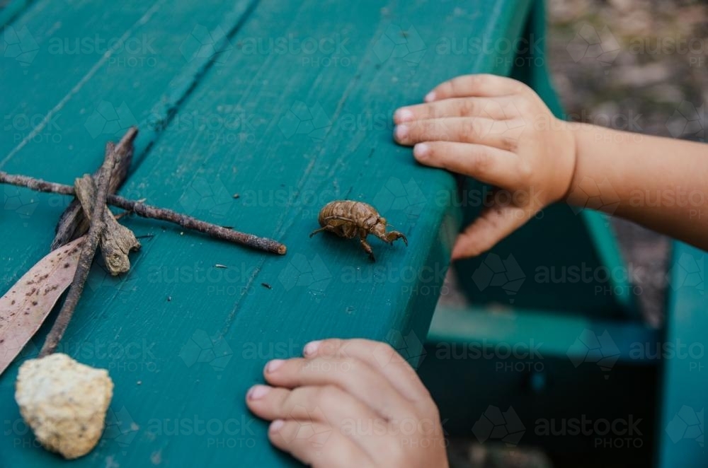 Cicada shell on a table - Australian Stock Image
