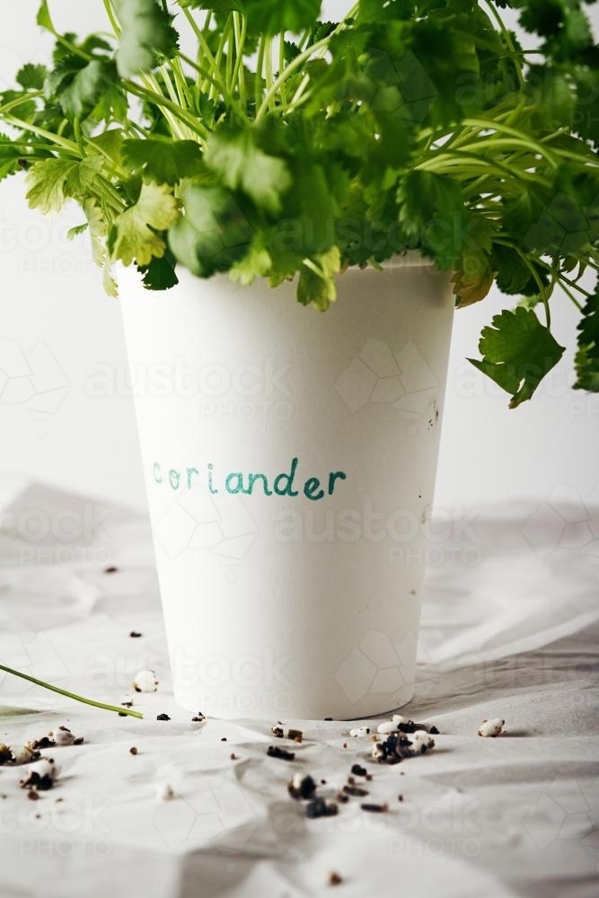 Cilantro coriander herb planted and growing in a paper cup - Australian Stock Image