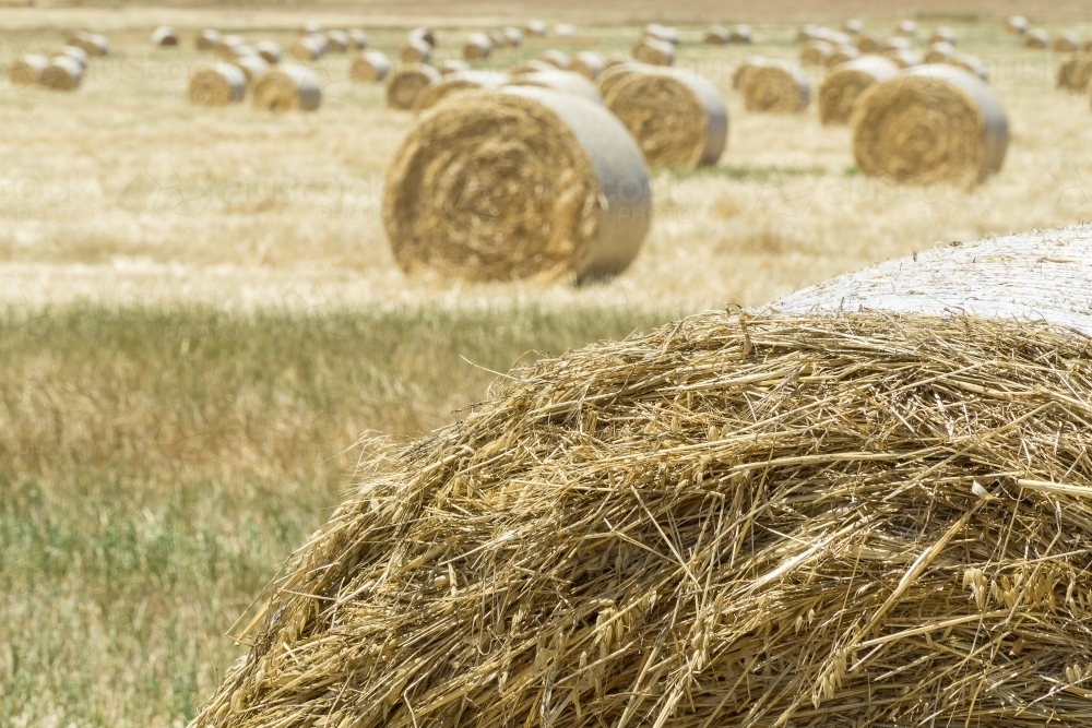 Circular hay bales drying out in a paddock - Australian Stock Image
