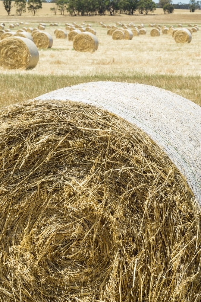 Circular hay bales drying out in a paddock - Australian Stock Image