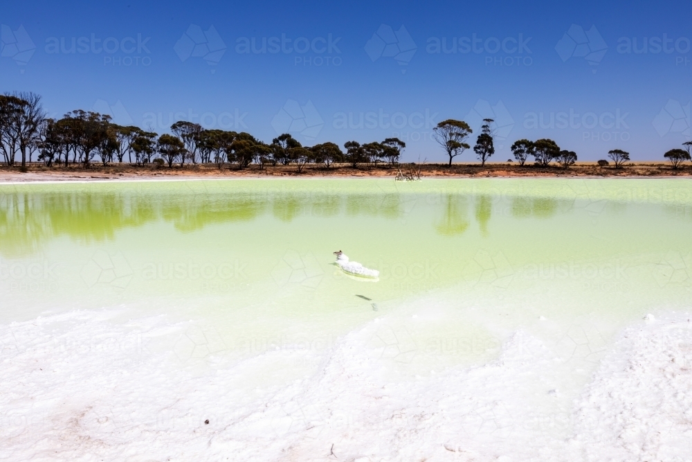citrine green water in salt lake - Australian Stock Image