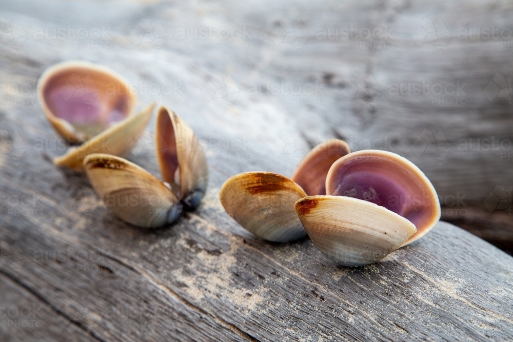 Clam shells collected on a beach and placed on driftwood. - Australian Stock Image