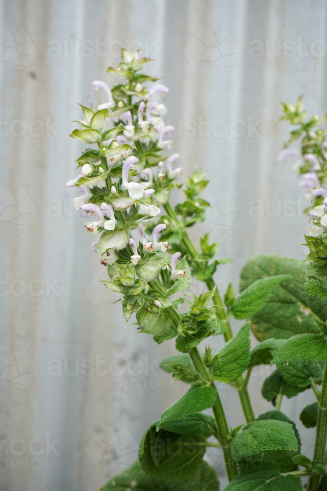 Clary Sage in bloom - Australian Stock Image