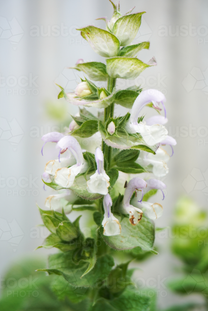 Clary Sage in bloom - Australian Stock Image