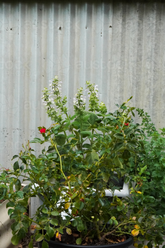 Clary Sage in bloom by a rose bush - Australian Stock Image