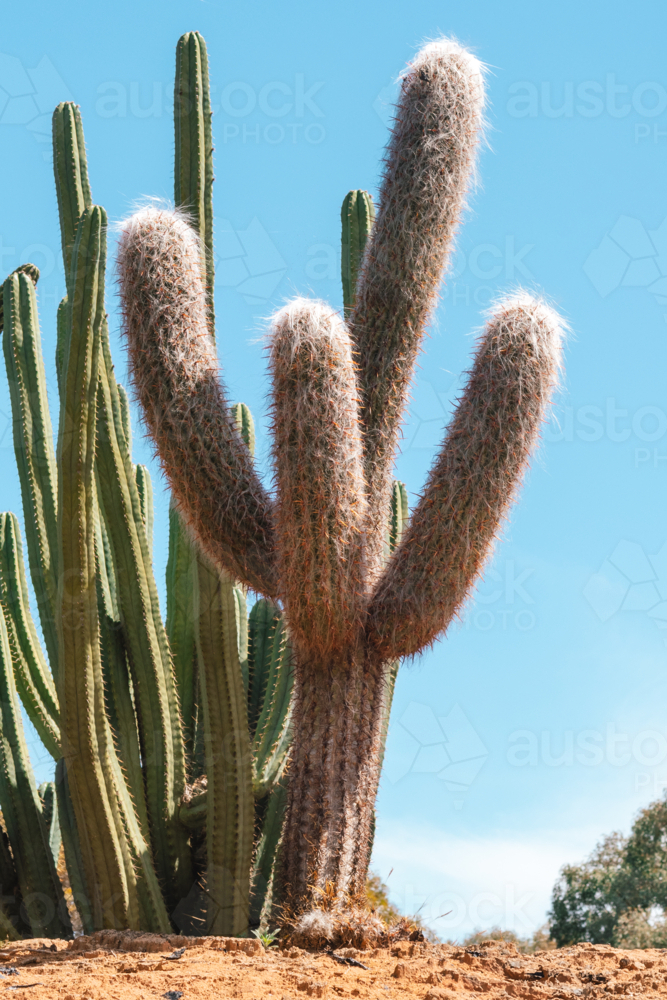 Classic Cactus on dry hill - Australian Stock Image
