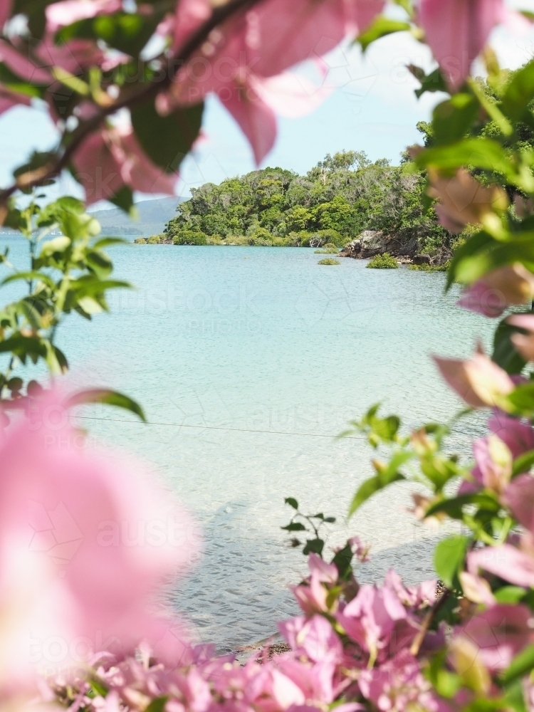 Clear ocean through pink flowers - Australian Stock Image
