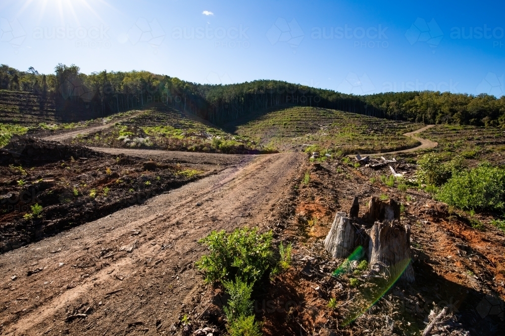 Cleared areas of a recently harvested hoop pine plantation near Kenilworth - Australian Stock Image